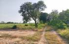 ขาย ที่ดิน คลองสิบสอง ธัญบุรี 2 ไร่ ห่างรังสิต-นครนายกแค่ 700 เมตร เหมาะปลูกบ้าน หรือทำสวนเกษตร