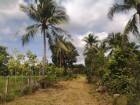 Land for sale near sea   no sea view ,very greenery and peacefully Chumphon
