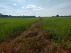 ที่่ดินทำการเกษตร อ.วิเชียรบุรี 