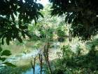 ขายถูก ที่ดินติดลำห้วย ใกล้ถนนซุปเปอร์ไฮเวย์ อ.เมือง จ.ลำพูน