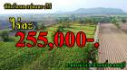 ที่ดิน โฉนด แปลงละ 2 ไร่ ️ ต.ชอนม่วง อ.บ้านหมี่ จ.ลพบุรี ขายไร่ละ 255,000