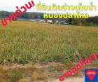 ขายที่ดินระยอง ปลวกแดง 12-3-39ไร่ ติดอ่างเก็บน้ำหนองปลาไหล*ขายถูกด่วน*