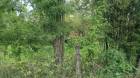 ขายที่ดิน 208-2-5.80 ไร่ อ.เกาะคา จ.ลำปาง
