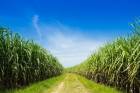 ขายที่ดิน 250,000/ไร่ สำหรับปลูกอ้อย(Sugarcane farms for sale) ทำการเกษตร  ราคาต่อรองได้ค่ะ