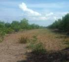 ขายที่ดิน ราคาถูก 187 ตรว อ.หนองเสือ จ.ปทุมธานี เหมาะสร้างบ้านพักอาศัย