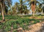 ขายที่ดินศรีราชา 50 ไร่ เป็นสวนมะพร้าว 36 ไร่และสวนยาง 14 ไร่ ใกล้ถนนเส้นมอเตอร์เวย์ 2 กม. บางพระ ชลบุรี