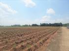 ขาย ที่ดิน ME140 ติดถนนคอนกรีตหน้ากว้าง 6 เมตร เกษตรสุวรรณ บ่อทอง ชลบุรี04 ขนาด 10 ไร่ ใกล้เขตโรงงานอุตสาหกรรม เหมาะทำเกษตร เก็งกำไร.