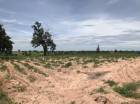 ขาย ที่ดิน การเกษตร 25 ไร่ ขอนแก่น เมืองหลวงแหล่งภาคอีสาน