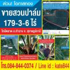 Sell Land, palm trees 178 rai at Tha chang. Near main road, central of Tha chang district.
178.75 rai = 286,000 sqm.