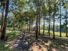 ขายที่ดินพร้อมบ้านสวนติดแม่น้ำน่านในราคาน่าจับจอง