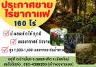 ขายที่ดินไร่ชากาแฟ ทำเลดี เดินทางสะดวก 160 ไร่ ที่ดอยสะเก็ด จ.เชียงใหม่