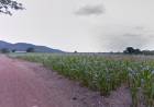 ที่ดินสวยราคาถูก/ชอนสารเดช โฉนด 22 ไร่ หน้ากว้าง 300 เมตร, ห่างถนนพหลโยธิน 300 เมตร