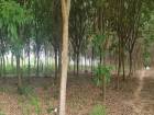 ขายที่ดิน สวนยางพารา 21 ไร่ เจ้าของขายเอง  จังหวัดอำนาจเจริญ