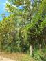 ขายที่ดินมีต้นสักทอง 30ไร่  กาญจนบุรี ไม่แพง
