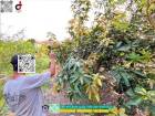 ที่ดินบางบอน 4 ไร่ บางบอน 3 ซอย 8