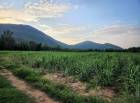 ขายที่ดินเปล่า วิวเขาหลวง ต.หนองกรด อ.เมือง จ.นครสวรรค์