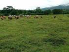 ขายที่ดินสวนเกษตร และ เลี้ยงสัตว์ ติดแม่น้ำน่าน