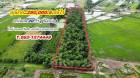 ที่ดินถูกมาก ติดลาดยาง ทำเลดี ที่นครนายก T.062-1574449 สวยๆ ใกล้ อบต.ศรีจุฬา นครนายก