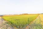 ขายที่ดิน ติดทางสาธารณะ  ที่นา ถูกมาก ต.แสวงหา อ.แสวงหา จ.อ่างทอง