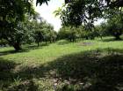 ขายที่ดินสวนมะม่วง ที่ดินแม่แตง