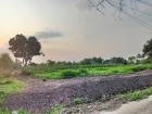 ที่ดินทำเลดีติดถนนคอนกรีตวิวริมน้ำที่หนองแคสระบุรี ต.หนองจระเข้ อ.หนองแค จ.สระบุรี T.062-1574449