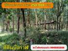 ขายสวนยางพาราและสวนปาล์มใกล้เมืองบึงกาฬ  44 ไร่ 3 งาน 
