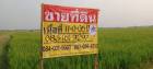 ขายที่นาราคาถูก ใกล้ชุมชน  11-0-06 ไร่  หลังวัดป่าเรไร พิษณุโลก