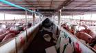 ขายที่ดิน 25 ไร่ พร้อมทำกิจการฟาร์มหมู ต.สามเรือน อ.เมือง ราชบุรี พร้อมทำประชาคม ขายราคาถูก