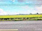 ขายด่วน!!!!ที่ดินสวยบางปะกงฉะเชิงเทรา 55 ไร่