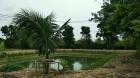 บ้านสวนพร้อมที่ดิน5ไร่ราคาถูก เจ้าของขายเอง ที่ดินสวยปลูกทุกอย่างขึ้น