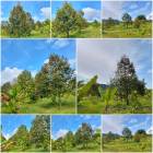 สวนทุเรียนสวยโฉนด 4 ไร่️
