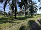 อสังหาเลือกดูจับจองได้  ที่ดินติดถนนหลวง ใกล้หาดบางเบิด  ไร่ล่ะ 8