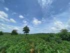 ขายที่ดินบ่อวิน ศรีราชา ชลบุรี 