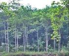 มีรายได้ทันที สวนยาง-ไม้กฤษณากำลังให้ผลผลิต44ไร่พร้อมบ้านพัก จันท