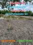 ขาย ที่ดิน ลำลูกกา 2 ไร่ เหมาะทำสวนเกษตร คลอง11ปทุมธานี