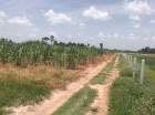 ขายที่ดินเปล่า  ตำบลภูปอ เมืองกาฬสินธุ์ จังหวัดกาฬสินธุ์
