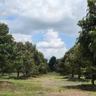 ขายด่วน สวนทุเรียน  แกลง ระยอง 5-1-84.6 ไร่