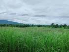 ขายที่ดิน 55-1-48 ไร่ อ.บ้านโฮ่ง ลำพูน