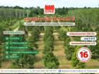 สวนทุเรียนหมอนทองพร้อมผลผลิต เนื้อที่ 12-3-10.6 ไร่