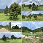 บ้านสวนทุเรียนโฉนด 27ไร่ 3งาน วิวเขารอบ️
