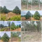 สวนยาง+ทุเรียน 36 ไร่️