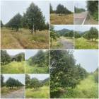 สวนทุเรียน6ปี 36 ไร่ ที่สวย/ติดถนนหลัก️