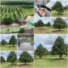 สวนทุเรียน 39ไร่ ต้นสวยเก็บผลได้️