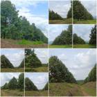 สวนทุเรียนสวย 55 ไร่ เก็บผลได้แล้ว !!! 