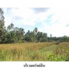 ขายที่ดินว่างเปล่า ถ.มะม่วงทอง ต.ปากพูน อ.เมือง จ.นครศรีธรรมราช