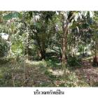 ขายที่ดินว่างเปล่า ต.ปล่องหอย อ.กะพ้อ จ.ปัตตานี