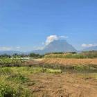 โซนเชียงดาว ขายยกแปลง 2.8 ล้าน/ไร่ 4 ไร่ 2 งาน วิวดอยหลวงเชียงดาว