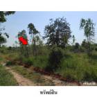 ขายที่ดินว่างเปล่า ต.นาฝาย อ.เมืองชัยภูมิ จังหวัด ชัยภูมิ