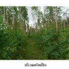 ขายที่ดินว่างเปล่า ตำบล โคกสูง อำเภอ เมืองชัยภูมิ จังหวัด ชัยภูมิ