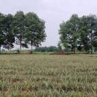 ขายที่ดินแปลงสวย ใกล้นิคมโรจนะบ่อวิน2 เขาคันทรง ศรีราชา ชลบุรี